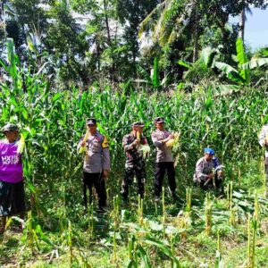 Panen Raya Jagung di Lombok Barat, Wujud Sinergi TNI-Polri dan Petani