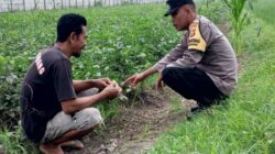 Polsek Kuripan Gandeng Warga Tongkek Wujudkan Swasembada Pangan Keluarga