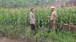 Polsek Lembar Dorong Produktivitas Jagung di Lombok Barat