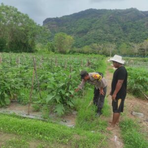Bhabinkamtibmas Desa Benete Dampingi Petani Sayur Sukseskan Ketahanan Pangan di Desa Binaan