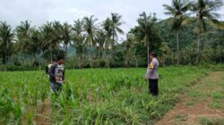 Bhabinkamtibmas di Gerung Dukung Petani Jagung di Giri Tembesi