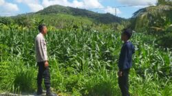 Polri Dukung Ketahanan Pangan di Eyat Mayang Lewat Pendampingan Petani Jagung