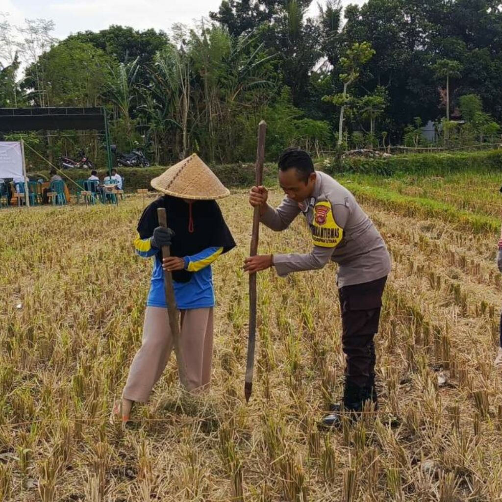Ketahanan Pangan Dimulai dari Desa, Polsek Kuripan Dampingi Petani Jagung di Iting Langgem