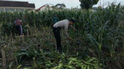 Bhabinkamtibmas Labuapi Dorong Optimalisasi Lahan Demi Ketahanan Pangan