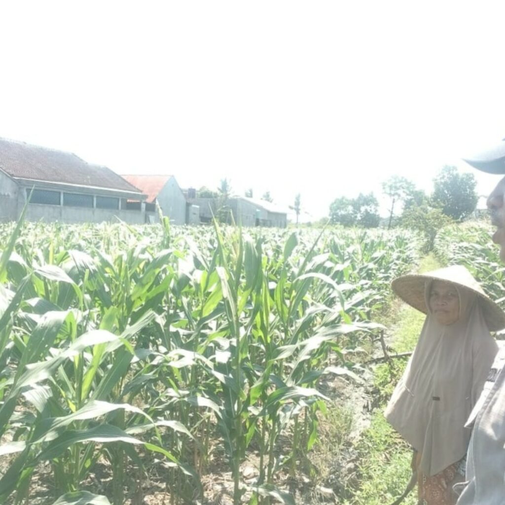 Bhabinkamtibmas Labuapi Dukung Petani Optimalkan Lahan Kosong untuk Tanam Jagung