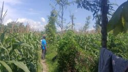 Bhabinkamtibmas Desa Beleka Dampingi Petani Jagung Jelang Panen