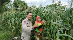 Bhabinkamtibmas Dorong Ketahanan Pangan di Labuapi melalui Pemanfaatan Lahan Warga