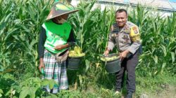 Polsek Labuapi Edukasi Warga Desa Jerneng untuk Tanam Sayur