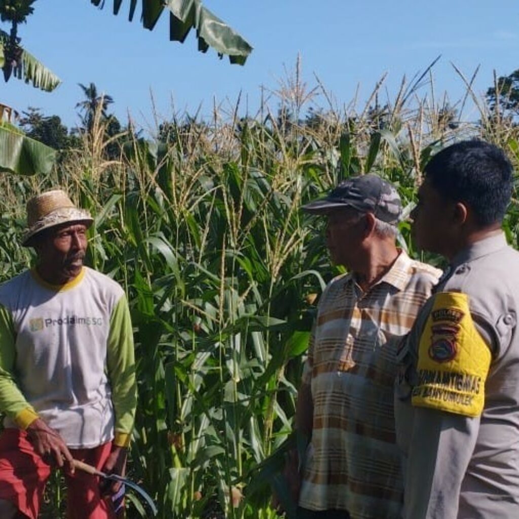 Jagung Jadi Andalan Banyumulek untuk Stabilkan Pangan Lokal