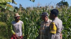 Jagung Jadi Andalan Banyumulek untuk Stabilkan Pangan Lokal