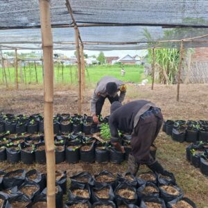Bhabinkamtibmas Desa Air Suning Dampingi Warga Kelola Pekarangan Pangan Bergizi