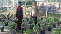 Dukung Program Asta Cita, Bhabinkamtibmas Desa Goa Dampingi Ketahanan Pangan Masyarakat Lewat Pekarangan Bergizi