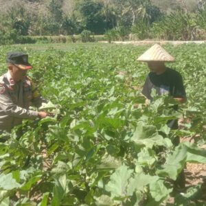 Wujudkan Ketahanan Pangan, Bhabinkamtibmas dan Warga Desa Rhee Ubah Pekarangan Kosong Jadi Kebun Sayur