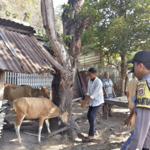 Bhabinkamtibmas Polres Bima Kota Dampingi Petugas Dinas Pertanian Laksanakan Vaksinasi Ternak di Kelurahan Jatibaru Timur