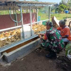 Babinsa Dukung Safiudin Kembangkan UMKM Peternakan Bebek Langko