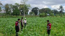 Polres Lombok Barat Dampingi Petani Gerung Utara Wujudkan Swasembada Pangan