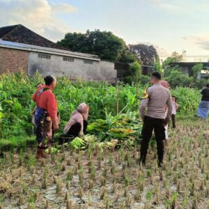 Polsek Kuripan Dorong Ketahanan Pangan di Kuripan Utara Lewat Pendampingan Petani