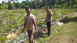 Bhabinkamtibmas Batu Putih Dorong Petani Sekotong Optimalkan Lahan Produktif