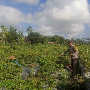 Bhabinkamtibmas Kuripan Utara Dorong Ketahanan Pangan dari Pekarangan Warga