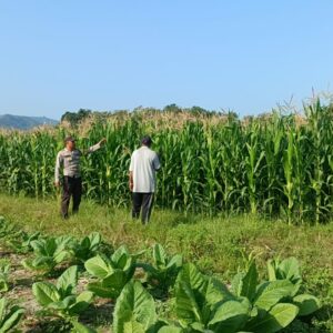 Kapolsek Buer Apresiasi Bhabinkamtibmas dan Warga Tarusa dalam Mendukung Ketahanan Pangan Nasional