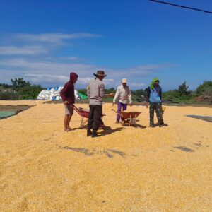 Bhabinkamtibmas Desa Talonang Baru Dampingi Panen dan Penjemuran Jagung Tahap II, Wujudkan Kehadiran Polri di Tengah Warga