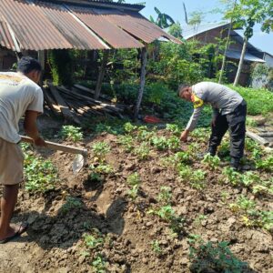 Dukung Ketahanan Pangan, Bhabinkamtibmas Tapir Bantu Warga Kelola Lahan Pekarangan Bergizi
