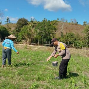 Bhabinkamtibmas Desa Ta’a Laksanakan Pendampingan Pertanian Jagung di Dusun Rasabou