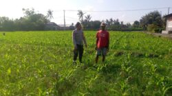Bhabinkamtibmas Desa Jagaraga Dorong Pemanfaatan Lahan Produktif untuk Ketahanan Pangan