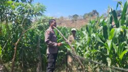 Menyukseskan Program Ketahanan Pangan Nasional, Bhabinkamtibmas Polsek Soromandi Pantau Tanaman Jagung Warga Binaan