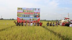 Kapolda Kalteng dan Gubernur Panen Raya Padi di Kapuas, Wujud Dukungan terhadap Ketahanan Pangan