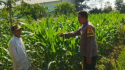 Bhabinkamtibmas Telagawaru Dorong Pemanfaatan Pekarangan untuk Ketahanan Pangan