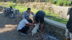 Bhabinkamtibmas Polres Bima Kota Dampingi Tim Vaksinasi Anjing Rabies di Kelurahan Kendo