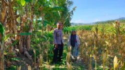 Kemitraan Strategis, Bhabinkamtibmas Lembar Dukung Petani Wujudkan Ketahanan Pangan