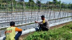 Bhabinkamtibmas Desa Tatar Dampini Warga Dalam Kegiatan Pengelolaan lahan Produktif