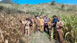 Bhabinkamtibmas dan Pemerintah Desa Panen Jagung Bersama Masyarakat Bersinergi Dukung Ketahanan Pangan