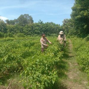 Bhabinkamtibmas Desa Rhee Pantau Ketahanan Pangan, Jalin Kedekatan dengan Petan