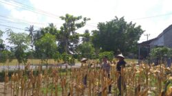 Sinergi Polisi dan Petani pada Panen Jagung Hibrida di Dusun Berambang, Lombok Barat