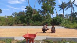 Bhabinkamtibmas Sorinomo Dukung Ketahanan Pangan, Pantau Langsung Panen Jagung Warga