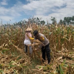 Bhabinkamtibmas desa daha dukung program ketahanan pangan, tinjau lahan warga di dusun daha barat
