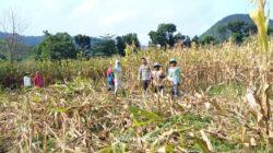 Bhabinkamtibmas desa adu polsek hu’u laksanakan sambang dan bantu panen jagung dalam rangka dukung program ketahanan pangan nasional