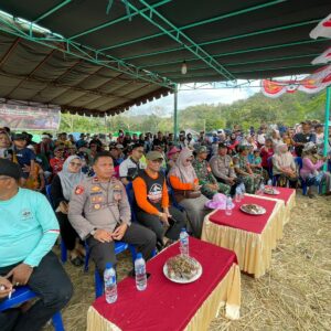 Lomba Barapan Kerbau Meriahkan HUT RI ke-80 di Desa Sekongkang Atas