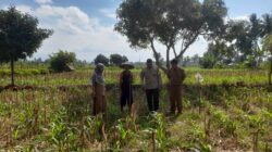 Bhabinkamtibmas dan PPL Desa Gelogor Dukung Petani Jagung Jaga Ketahanan Pangan Lombok Barat