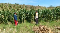 Dukung Ketahanan Pangan, Bhabinkamtibmas Buer Pantau Panen Jagung Petani