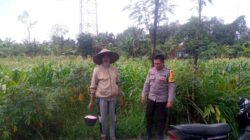 Ketahanan Pangan Desa Jagaraga: Peran Bhabinkamtibmas Dorong Produktivitas Lahan