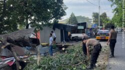 Polres Sumbawa Turun Tangan Atasi Pohon Tumbang di Brang Biji