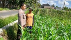 Polsek Kediri Dukung Petani Jagung Desa Gelogor untuk Wujudkan Ketahanan Pangan