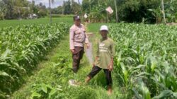 Polres Lombok Barat Gerakkan Warga Desa Jagaraga Menanam Jagung