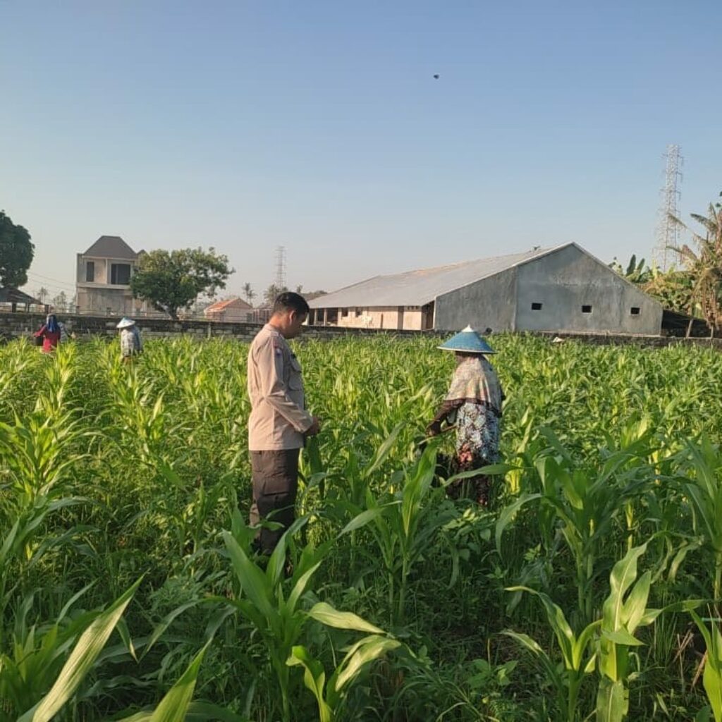 Sinergi Polisi dan Petani Desa Kuranji Dalang Dukung Program Ketahanan Pangan Nasional