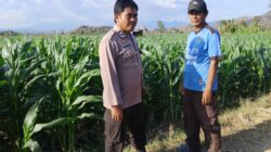 BKTM Desa Mbawi Laksanakan Pemantauan Lahan Jagung Milik Warga Binaan
