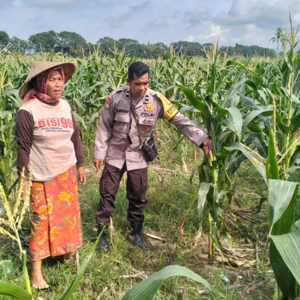 Polsek Labuapi Bangun Kesadaran Pangan Mandiri di Karang Kebon